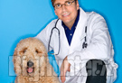 veterinario