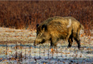 Proroga caccia al cinghiale