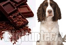 la cioccolata fa male al cane