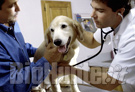 cane veterinario