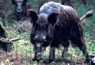 Cinghiale uccide cacciatore