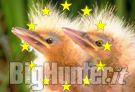 clonazione parlamento europeo
