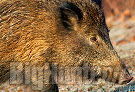 Conferenza sulla fauna selvatica ad Arezzo