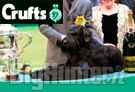 crufts