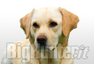 labrador retriever scoperto gene collasso da sforzo