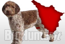 lagotto romagnolo