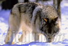 Riaperta la caccia ai lupi in Macedonia