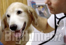 Sterilizzazione canina