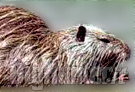 nutria