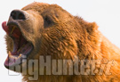 orso