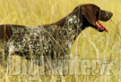 Rubati oltre 100 cani da caccia nel senese