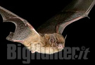 Tutela pipistrelli a Roma