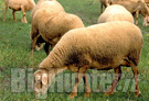 Aggredite 100 pecore alle porte di Roma