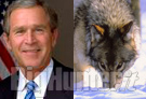 Bush per la caccia ai lupi grigi