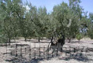 Desertificazione in Sicilia