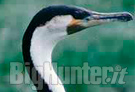 Il parlamento europeo ha richiesto un piano per la gestione dei cormorani