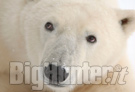 Orso polare, nessuna decisione al summit