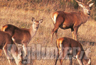 Risarcimenti danni causati dalla fauna selvatica