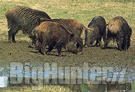 Piano cinghiale parco val Grande