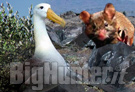 Albatros divorati dai topi