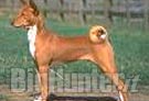 Basenji