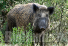 Caccia Cinghiale provincia Siena