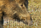 Caccia al cinghiale nelle Marche