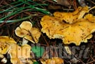 sportelli in Piemonte per l'analisi dei funghi raccolti
