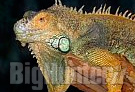 Iguana