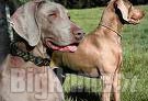 Weimaraner