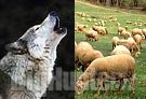 Nuovi attacchi di lupi in Emilia Romagna