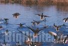 Strage di uccelli acquatici in Olanda