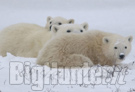 Orso polare in estinzione