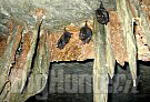 Pipistrelli Piemonte
