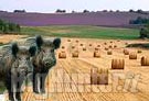 Parchi soldi dalla fauna selvatica abbattuta