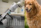 Radioterapia per cani