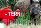 Gestione cinghiale a Terni