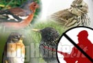 Veneto: chiesto sequestro preventivo delle specie oggetto di caccia in deroga