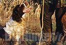 caccia alla quaglia con il cane