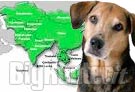 Cane domestico potrebbe non essere stato addomesticato in Asia