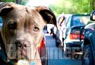 Cani: calano gli abbandoni a luglio