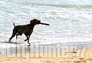 Spiaggia cani