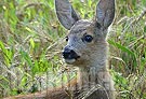 Nota federcaccia cuccioli capriolo