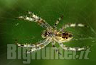 Predatori del microcosmo