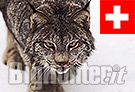 lince Svizzera