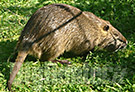 nutria