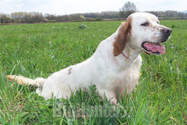 Addestramento cani Umbria