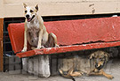 Cani randagi Diano Marina