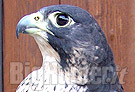 Raduno nazionale falconeria
