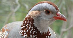 pernice sarda